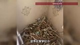 男子在空置一年的房子里，意外发现一个超大鸟窝：很惊喜，还有一窝鸟蛋