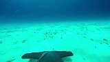 极限GoPro-15年-Gopro第1视角 4K记录锤头鲨影像-新闻