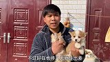 帮网友找了只柯基，分享下到家喂养事项，呆萌的小家伙很讨人喜欢