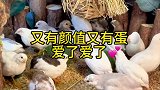 又有颜值又爱下蛋，小孩子才做选择我都要
