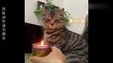 傻猫不怕火，和蜡烛兄弟杠上了不惜大打出手，铲屎官笑的停不下来