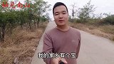 植物荔枝草又叫“皱皮菜”，路边很常见，你认识吗？