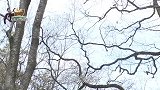 能在空中滑翔的老鼠，长相如同松鼠，排泄物可以治疗疾病