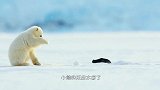 太可爱！两只北极熊对无人机好奇，把冰面顶出一连串窟窿