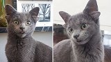 土耳其：一只小猫天生有四只耳朵，形象可爱在网上走红