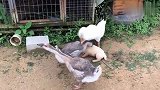 大鹅欺负小奶狗，家猪都看过不去了