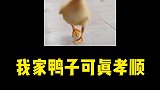 我家鸭子可孝死我了