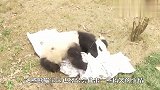 熊猫宝宝被卡在树缝中，直喊奶爸救命，太顽皮啦