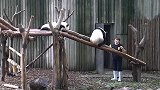 熊猫：生活无限好，躺着吃最美妙，又有好吃的东西了开心！