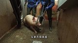 老外发明的“杀牛神器”太牛了，一头活牛进去，出来已是牛排！
