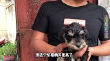 情人节送女友精品雪纳瑞幼犬，砍价到拿下，小狗品相非常完美