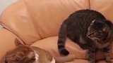 两只用尾巴打架的猫咪