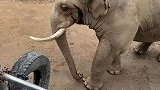 万物皆有灵性，大象用鼻子卷起鞋递还