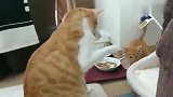 橘猫：哪来的小奶猫，吃我的猫粮，还睡我的窝