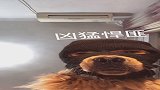 一条狗寂寞，兄弟萌，带个我，我们一起