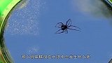 把蜘蛛丢进水银中会发生什么小伙作死实验结果很意外