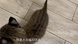 猫咪被猞猁挑衅，暗自压下心中的怒火，小表情真可爱