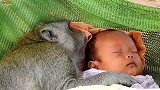 实拍：猴保姆的工作多认真……