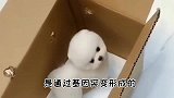 茶杯犬有多可爱，背后就有多残忍！
