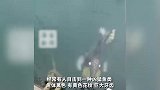 日本冲绳海港出现凶猛鱼类，面目狰狞袭击人类