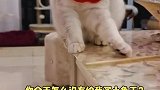 这猫太不像话了
