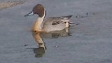 丹江源湿地发现濒危物种针尾鸭