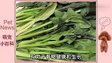 泰迪犬适合吃什么蔬菜？