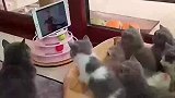 七只只奶猫看动画片，跃跃欲试甚至想上去帮忙