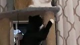 橘猫受到上下两床殴打，不堪忍辱会逃跑，这就是猫界的霸凌