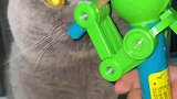 主人用逗猫神器逗自家的猫咪，没想到猫咪眼里的光渐渐消失了