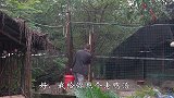 风干鸭，加点莴笋炖个老鸭汤，汤鲜味美，哥俩喝汤都喝饱了