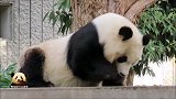 吃胡萝卜的熊猫旦旦萌力全开，简直不要太可爱！