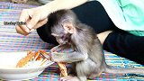 小猴子道尔顿吃上了海鲜，这啥玩意，不太符小爷胃口！