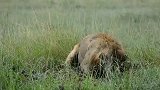 雄狮趴在草丛里挖土—原来是在捕猎疣猪