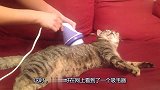 买了一个吸毛器回家，看猫咪那销魂的小表情，跟谁学的这是？