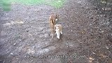 斗牛犬调戏小鹿，体型差距悬殊的较量，谁能获胜