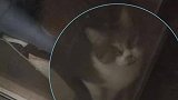 猫咪在家独居一个月胖三斤