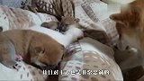 柴犬享受“帅哥按摩”，躺在怀里舒服得快睡着了，场面萌翻众人！
