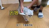 主人给猫咪梳毛，他却撅起屁屁，猫是真的猫，正不正经就不知道了