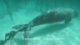 男子进入废弃动物园，竟发现长达4米的大白鲨，镜头记录全过程！
