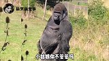 沙雕动物的神仙操作，这是喝了福岛核废水了
