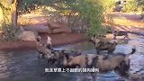 动物：野猪被9只野狗围攻，生死关头野猪这样保命