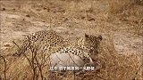 豹子正在舔爪子，谁料背后突然窜出一只鬣狗，战斗一触即发！