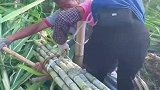 劳动人民自制绑甘蔗工具