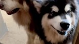狗子婚纱照拍了但没完全拍~