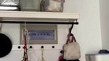 长相方正的小猫咪，不仔细看真看不出来
