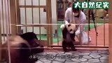 饲养员给熊猫幼崽检查身体，趁大的睡着“偷”小的，幼崽-妈妈快救我！