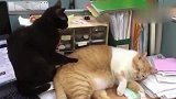 黑猫夜不归宿献殷勤，给橘猫老婆按摩，橘猫：昨晚你去哪鬼混了！