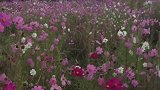 宁蒗县大落水村花海
