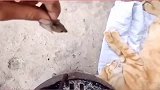 小伙把老鼠抓到睡着的猫身边，猫我感受到了血脉觉醒的力量！